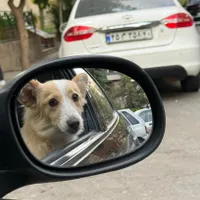 این سگ ۱ ماهه پیدا شده است
