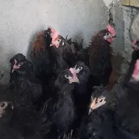 مرغ و خروس سیاه برا قربونی