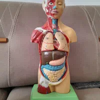 آناتومی اعضای بدن نو