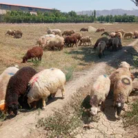 فروش گوسفند زنده ارسال درب منزل با باسکول