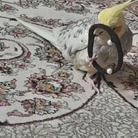 عروس هلندی گمشده