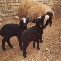 میش ابستن گوسفند دوقلو deroee بره نر ماده ژن قوچ|حیوانات مزرعه|اردکان, |دیوار