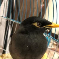 مرغ مینامون گمشده