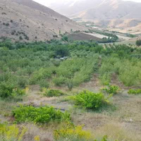 باغ مثمر وزمین کشاورزی به مساحت۴۶۰۰۰متر|فروش دفتر صنعتی، کشاورزی، تجاری|کرمانشاه, |دیوار