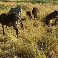 شیر الاغ(خر) تازه وطبیعی