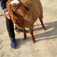 گوسفند زنده نژادها مغان افشاری تمام تهران باقصاب|حیوانات مزرعه|تهران, نیروی هوایی (پیروزی)|دیوار