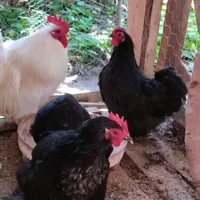 فروش مرغ و خروس زینتی