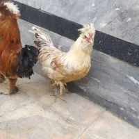 خروس سلطان رنگ بی نظیر رنگ قهوه‌ای موجوده|حیوانات مزرعه|شیراز, پارک کوهستانی بوستان|دیوار
