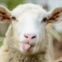گوسفند تعاونی درجه یک گوشتی