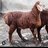 گوسفند