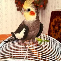 عروس هلندی نر خیلی آروم|پرنده|شاهین دژ, |دیوار