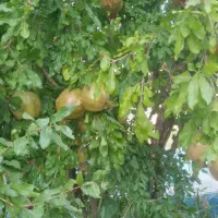 باغچه۵۵۰ متری چهاردیواری|فروش زمین و ملک کلنگی|تهران, مجیدیه|دیوار