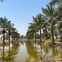 بار درخت نخل رسید|خدمات باغبانی و درختکاری|رامسر, |دیوار