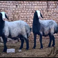 گوسفند زنده