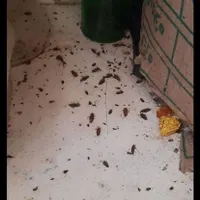سمپاشی ساس سوسک  تمام حشرات100درصدتضمینی تمام نقاط|خدمات نظافت|مشهد, پورسینا|دیوار