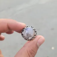 کلکسیونی شجر درجه یک طبیعی تک درخت