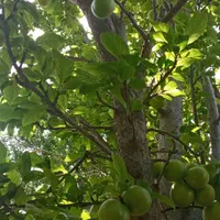 فروش باغ ۷۰۰ متری|فروش زمین و ملک کلنگی|اصفهان, آفاران|دیوار
