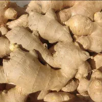 زنجبیل تازه و باکیفیت برای آبگیری|خوردنی و آشامیدنی|اصفهان, میرعماد|دیوار