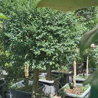 گیاه مورت ، مورد|گل مصنوعی|تهران, تهرانسر شرقی|دیوار