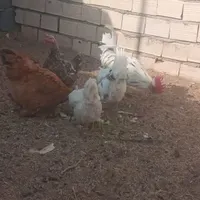 تخم مرغ گلین نطفه دار