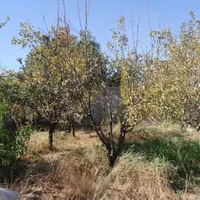 باغچه سهیله رمنده