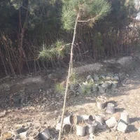 کاج ۲ متری
