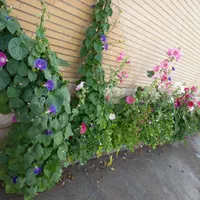 اجاره خانه ویلایی دوطبقه دربست.( قابل تبدیل)|اجارهٔ خانه و ویلا|اصفهان, پارک سلمان فارسی|دیوار