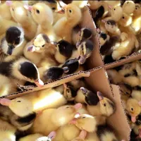 جوجه محلی گردن لختی اردک رنگی گوشتی راس واکسینه|حیوانات مزرعه|رشت, آزادگان|دیوار