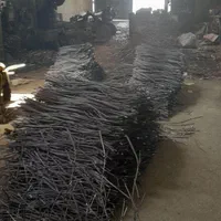 حفاظ روی دیوار بوته خاری شاخ گوزنی آکاردئونی پنجره|خدمات پیشه و مهارت|مشهد, شهرک رازی (شهرک غرب)|دیوار