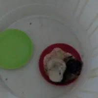 فروش جوجه مرغ