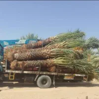 نخل پاجوش نهال برحی فحل خرما|گل و گیاه طبیعی|اهواز, فاز ۲ پادادشهر|دیوار