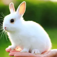 خرگوش پیدا شده