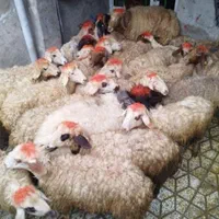 گوسفندوشیشکچاقگوشتی کشتاری|حیوانات مزرعه|بروجرد, |دیوار