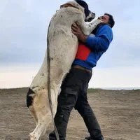 سرابی اصیل از نسل دندان مصنوئی و کینگ
