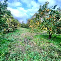 باغ مرکبات ۶۶۰۰متری/چسبیده به بافت|فروش زمین و ملک کلنگی|امامزاده عبدالله, |دیوار