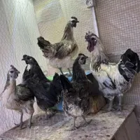 جوجه و تخم مرغ ایام سمانی و لاکندزی ضد سرطان|حیوانات مزرعه|شاهین‌شهر, مخابرات (شهید بهشتی)|دیوار