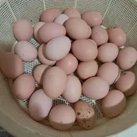تخم مرغ لاری