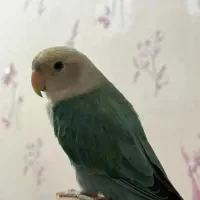 پرنده گم شده