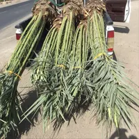 سفارش نخل خرما پاجوش برحی تنه ارتفاع متری|گل مصنوعی|اهواز, فاز ۱ پادادشهر|دیوار