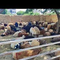 گوسفند تهران چیتگر وردآورد گرمدره قدس کرج زنده|حیوانات مزرعه|تهران, دریاچه شهدای خلیج فارس|دیوار