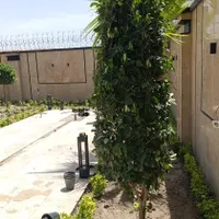 فضای سبز و باغبانی|گل و گیاه طبیعی|اصفهان, باتون|دیوار