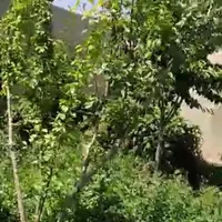 فروش باغچه باغی زمین چهار دیواری سهیلیه ۴۰۰ متر|فروش زمین و ملک کلنگی|کرج, کمال‌شهر|دیوار