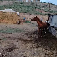 اسب مادیان|اسب و تجهیزات اسب‌سواری|پارس‌آباد, |دیوار