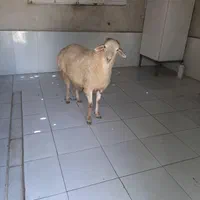 گوسفند زنده جهت قربانی درعظیمیه وکل کرج|حیوانات مزرعه|کرج, عظیمیه|دیوار