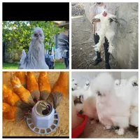 انواع تخم نطفه دار ورووک اراکاناتخم ابی برهمالایت|حیوانات مزرعه|خمینی‌شهر, |دیوار