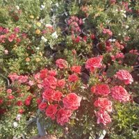 گل رز|گل و گیاه طبیعی|کرج, ملک‌آباد|دیوار