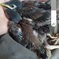 سلام امروز صبح یدونه جوجه مینا که وا