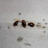 سمپاشی تهران و حومه سم پاشی ساس سوسک موش