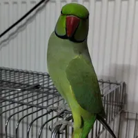 گمشده شاه طوطی محدوده پاسداران و هفتصد دستگاه|حیوانات|خمینی‌شهر, |دیوار