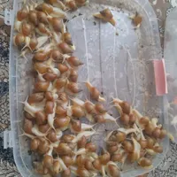 پرورش حلزون